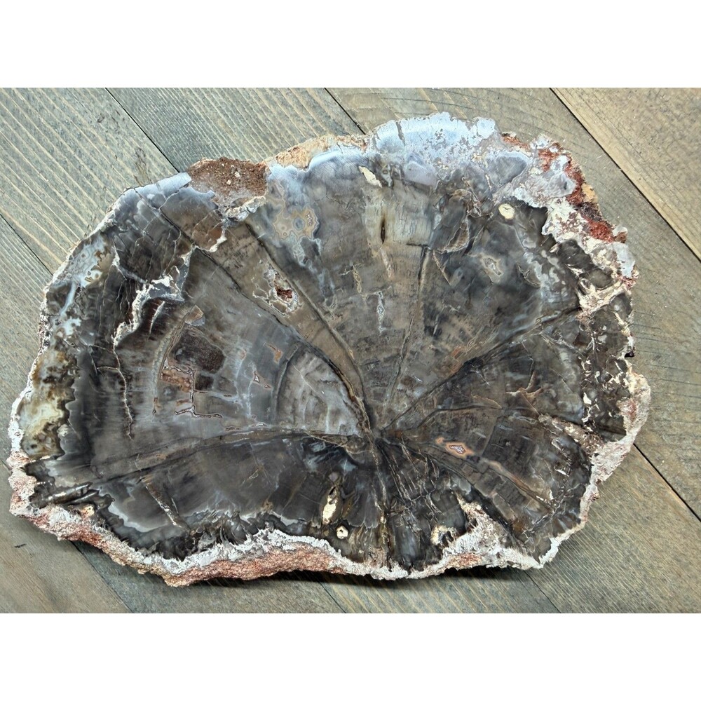 Petrified Wood Slice Polished Both Sides 7"  1lb 9oz Natural Fossil Display